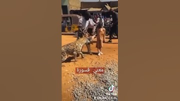 #ماذا تعني كلمة #قسورة
