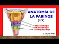 🥇 ANATOMÍA DE LA FARINGE 2/2, (Nasofaringe, Bucofaringe, Laringofaringe). Fácil y Sencilla