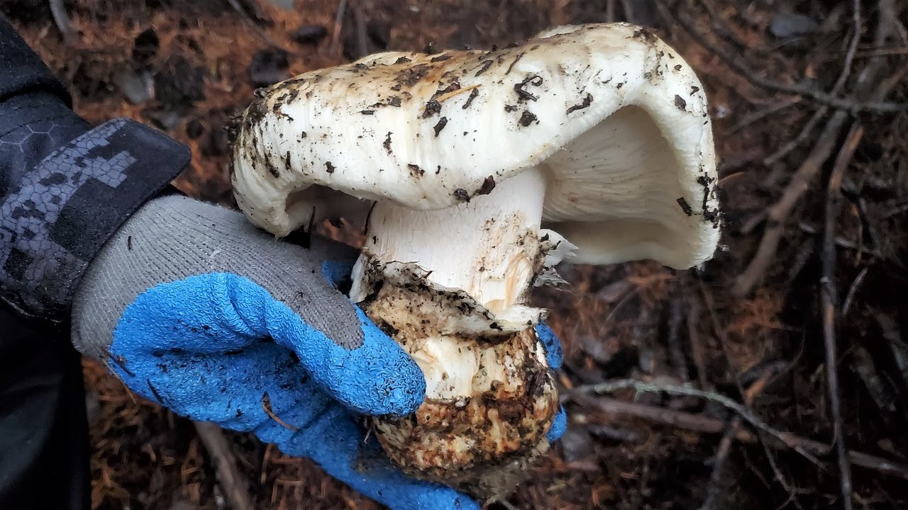 Đi hái nấm TÙNG NHUNG ngày mưa gió, trước khi núi lở lấp đường 🇨🇦1033》 Matsutake 松茸 송이
