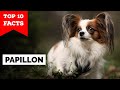 Papillon Dog - Top 10 Facts の動画、YouTube動画。