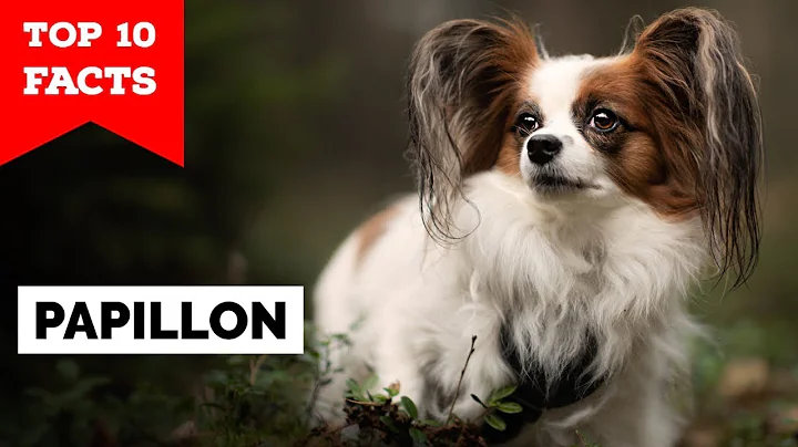 Papillon Dog - Top 10 Facts - DayDayNews