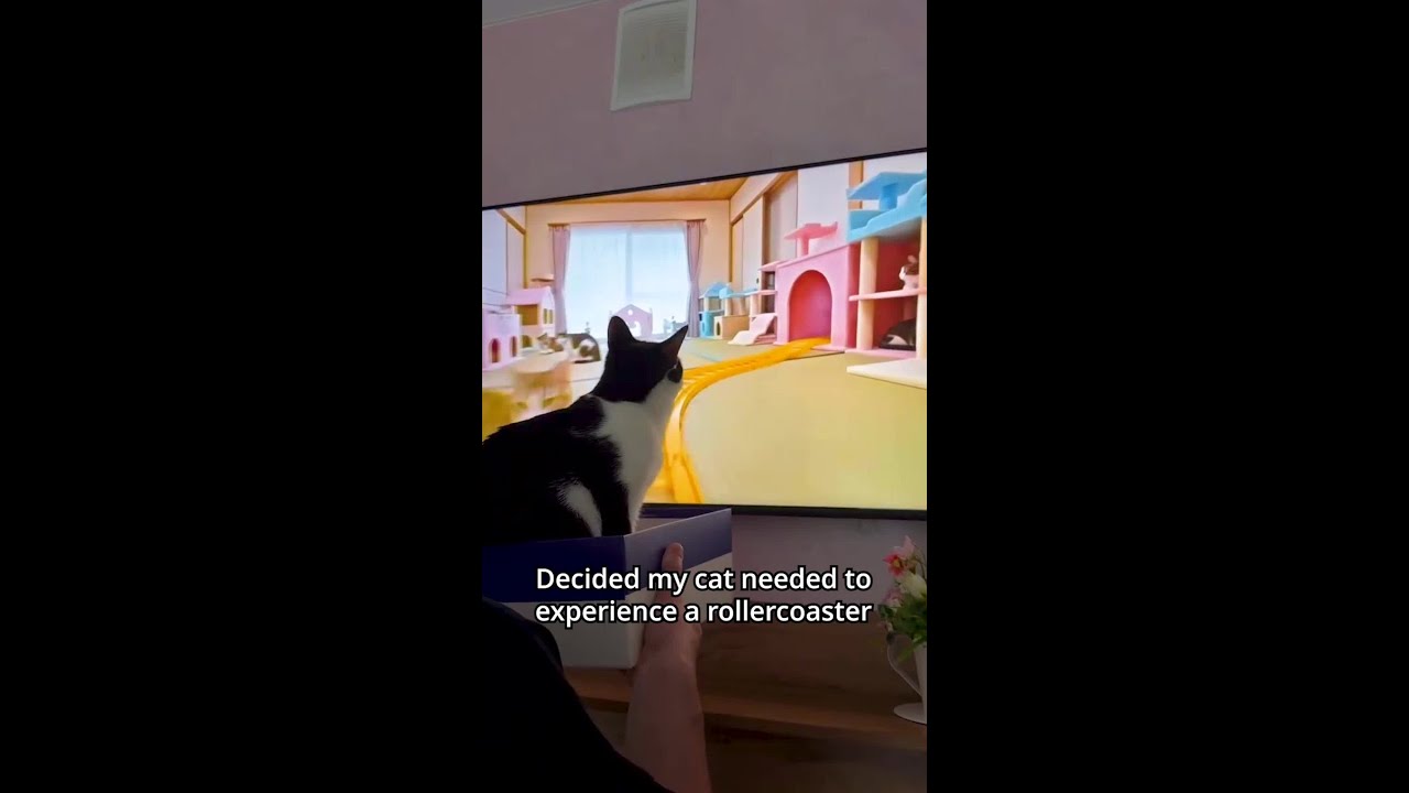Cat riding a rollercoaster simulator