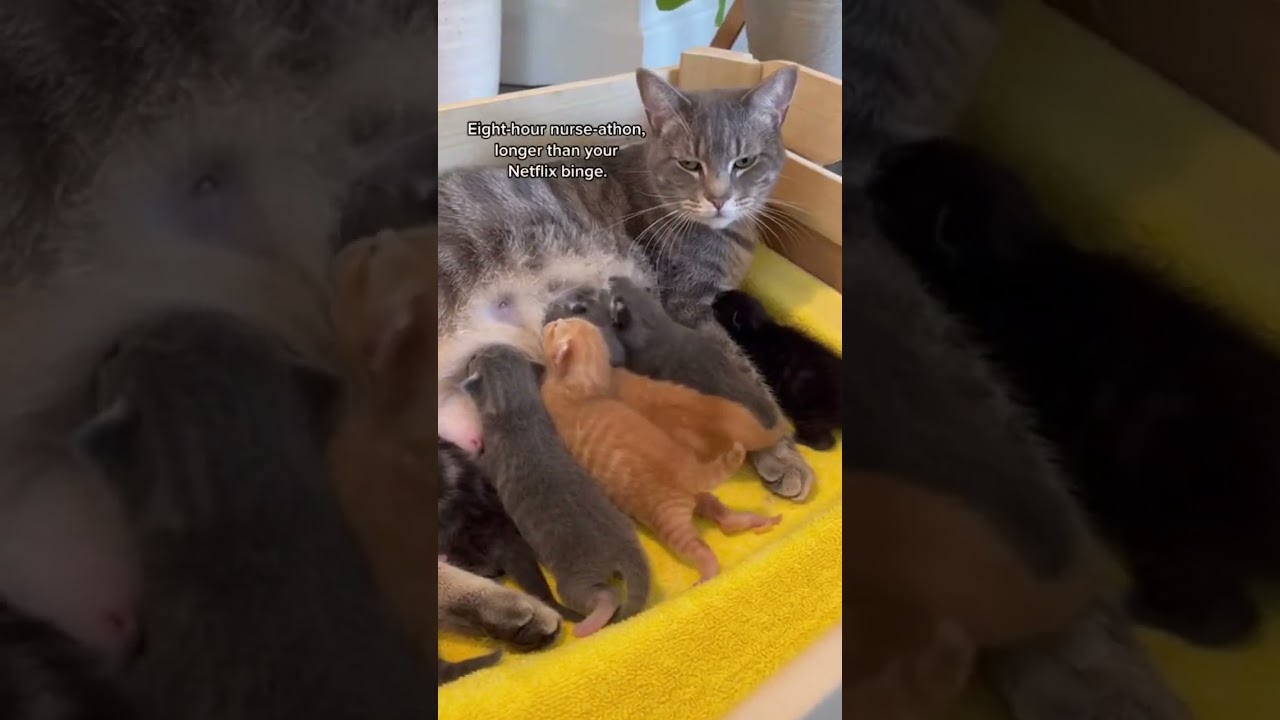 A Mother Cat's Sweet😀😀 Day with Her Kitt#