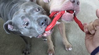 Download Lagu Talking Pitbulls Game Of Tug Of War Gets Intense! 😳🤗 MP3 Download Lagu Talking Pitbulls Game Of Tug Of War Gets Intense! 😳🤗 MP3