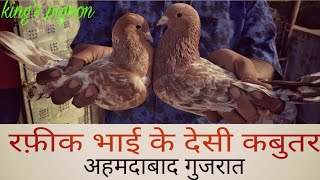 RAFIQ BHAI OR USMAN USTAD KE DESI HIGH FLAYER PIGEON(KABUTAR)AHMDABAD GUJRAT