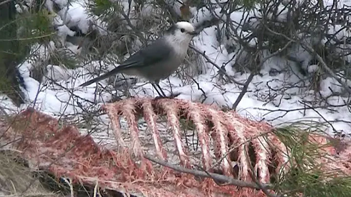 Canada Jays Feeding on a Carcass