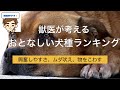 【獣医がおしえる】おとなしい犬種ランキング　〜興奮しやすさ、ムダ吠え、物をこわす〜