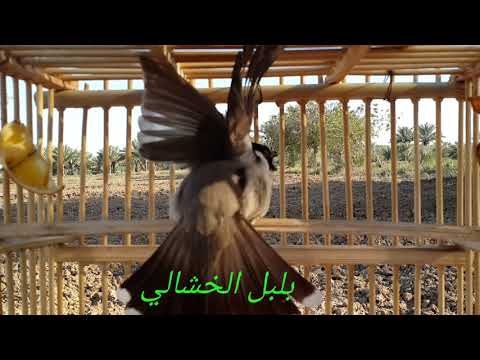 أقوى طك جنح لتحفيز وتعلم البلابل انظموا لمجمعتنا الفيس بوك كروب بلابل ابو محمد الخيكاني