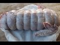 How To Debone And Roll A whole Turkey.Turkey Roll. TheScottReaProject