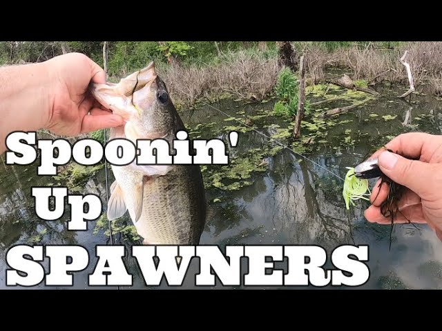 Johnson's Silver Minnow Spoon and Uncle Josh Pork Rind Baits 