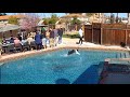 Dog Amazes People By Running Over Pool