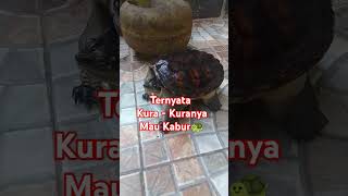 Turns out the turtle wants to escape 🐢 #short #shorts #shortvideo #shortsvideo