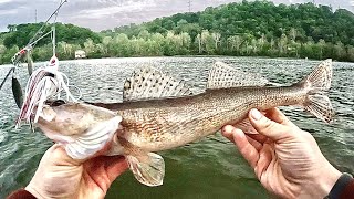We Caught 5 Species Bank Fishing River Near Pittsburgh, PA