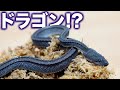 まさにドラゴン！カッコよすぎるレアヘビを飼育します。