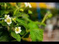 Growing delicious strawberries yearround with philips led grow lights at sunterra greenhouses