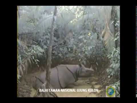  Taman  Nasional  Ujung  Kulon  YouTube