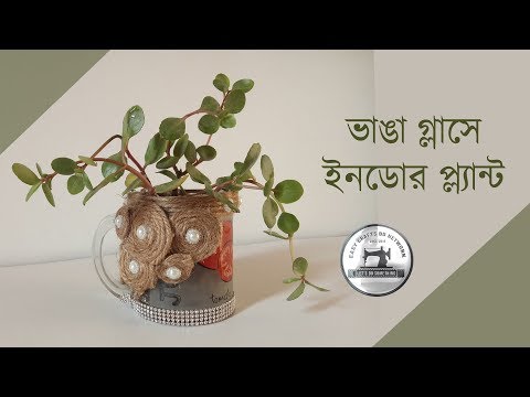 অব্যবহৃত মগ ডেকোরেশন করে ইনডোর প্ল্যান্ট // Indoor Plant on Broken glass