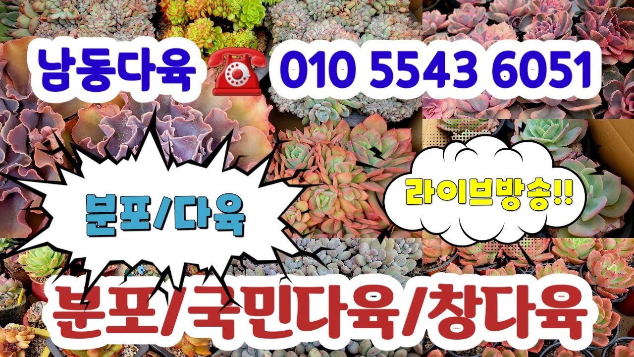 남동다육 ☎️ 010 5543 6051 💗예쁘게 키운 다육 자리빼기국민다육#초보다육#다육쇼핑