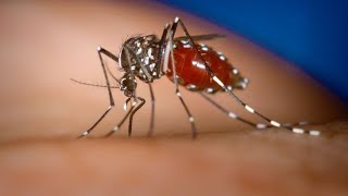 Severe dengue outbreak sparks fear in Khyber Pakhtunkhwa