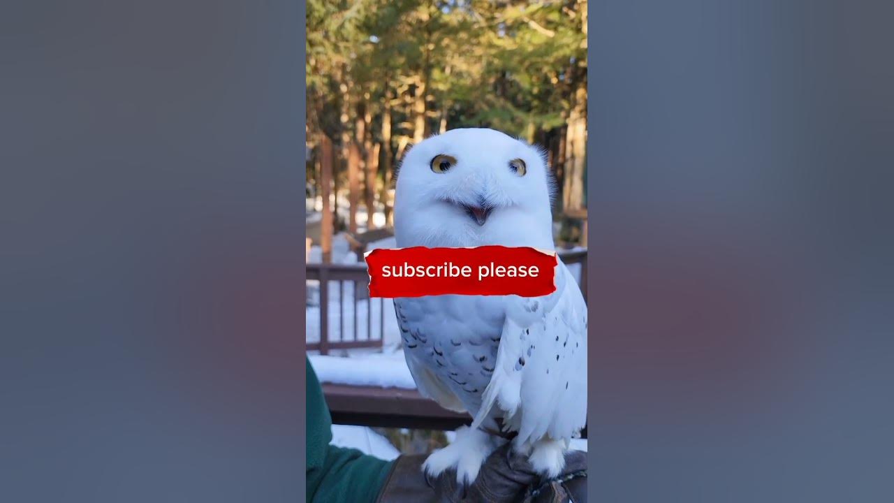 ঈদ উপলক্ষে পেচা দেখুন।Owl show owl পেচা,পাখি viral, প্রানী জগৎ পা 