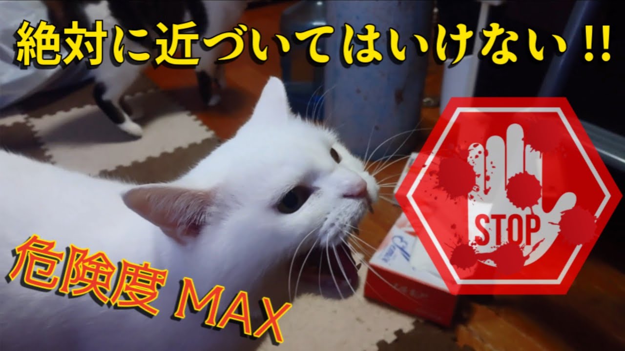 ツンデレ猫(ライス)にビビって部屋から出れない姉ww