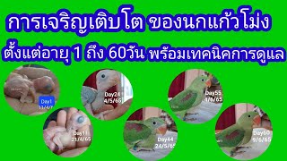 การเจริญเติบโตของนกแก้วโม่งอายุ1ถึง60วันพร้อมเทคนิคการดูแล