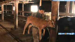 В Чурапчинском улусе разводят коров якутской породы В Чурапчинском улусе разводят коров якутской породы