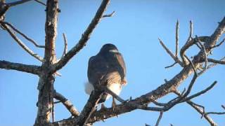 adult Cooper's Hawk calling in the backyard