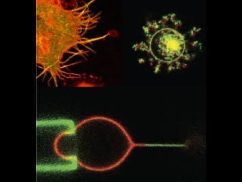 P. Bassereau - Physics approaches of biological membranes ensi etawanya paul kafeero