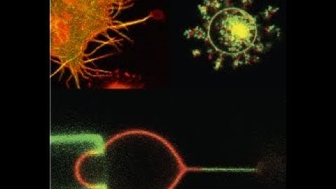 P. Bassereau -  Physics approaches of biological membranes