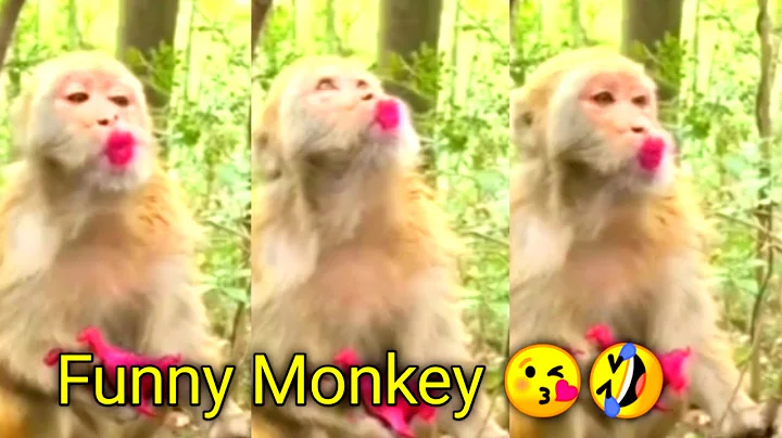 Watch the video about Funny Monkey Videos | Funny cats and dogs 🐈😺 funny animal videos | Funniest Animal try not to laugh