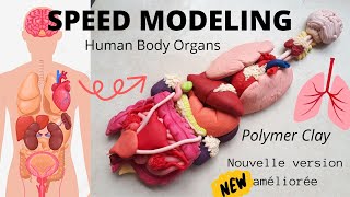 Human Body Organs Speed Modeling Organes Corps Humain Complet Polymer Clay New Version