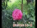 放浪歌 香西かおり cover hide