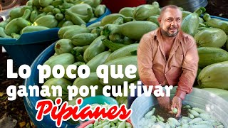 Lo que gana  un AGRICULTOR SALVADOREÑO  La realidad en El Salvador