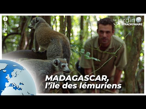 Vidéo: Lemur noir : description biologique de l'espèce, photo. lémurien vari