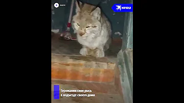 Рысь погрелась в подъезде дома в поселке Палана на Камчатке