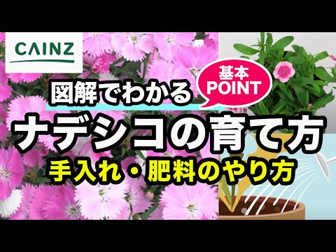 ナデシコの育て方 なでしこ 撫子 ダイアンサス カインズ花図鑑 Youtube