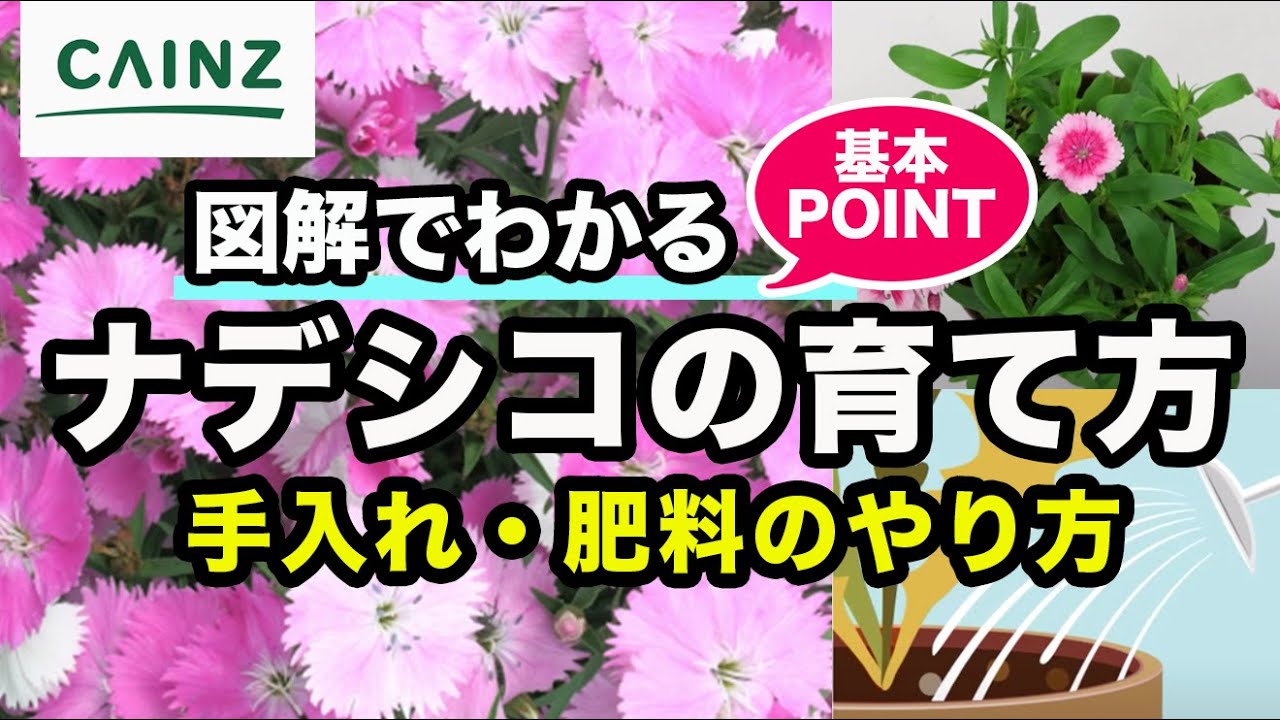 ナデシコの育て方 なでしこ 撫子 ダイアンサス カインズ花図鑑 Youtube