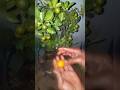 Table lemon 🍋#organic garden #viral#viralshorts #garden