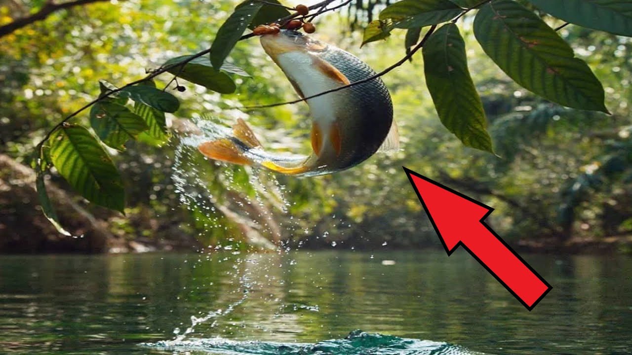 Ютуб невероятные. Рыба в Амазонке Пирапутанга. Редкие кадры природы. Рыба вылетает из воды. Рыба прыгает из воды.