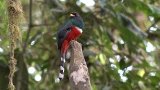 Le trogon masqué de Sachatamia Equateur Octobre 2023