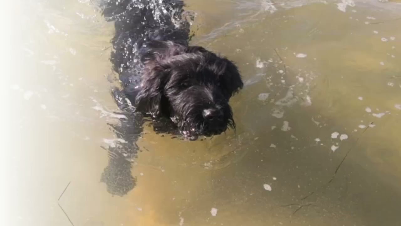 Portugiesische Wasserhund Welpe 3 Monate Hündin
