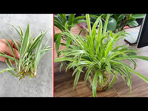 Vídeo: Cura de les plantes d'aranya - Com cultivar Kalanchoe Delagoensis