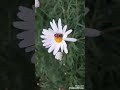 أغنية أسندوا للشاعر و المغني إدير أغنية أسندوا للشاعر و المغني إدير