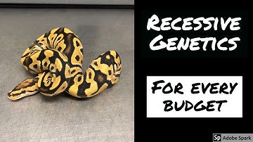 VLOG #4 -  Ball Python Recessive Genes - Every Price Point