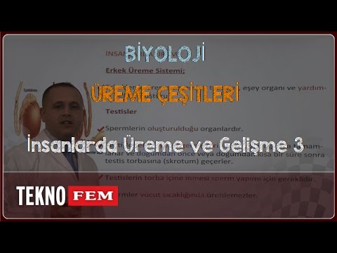 YGS-LYS BİYOLOJİ - İnsanlarda Üreme ve Gelişme 3