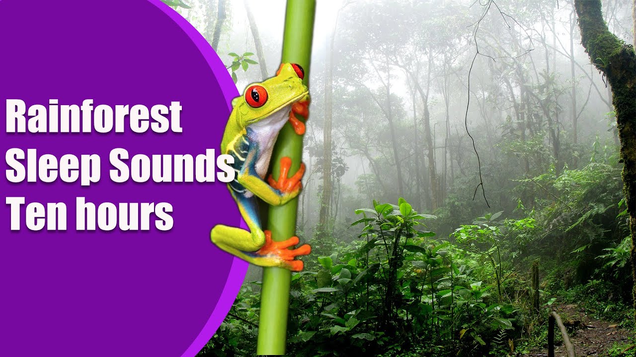 Sleep sounds Rainforest 10 hours peaceful sleep music, tree frog. Sleep