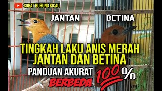 Perbedaan tingkah laku anis merah jantan dan betina dewasa 💯‼ Paling AKURAT!!!