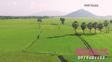 Cánh Đồng Thốt Nốt - An Giang