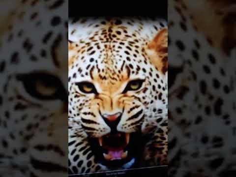 Leopard Roar 🐆😈